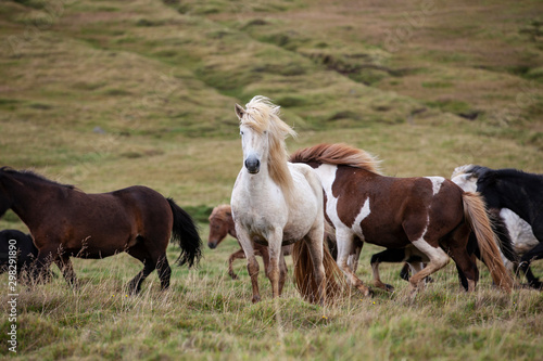 Flock of Island ponies with flying mane on a pasture in northern Iceland