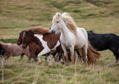 Obraz na plátně Flock of Island ponies with flying mane on a pasture in northern Iceland