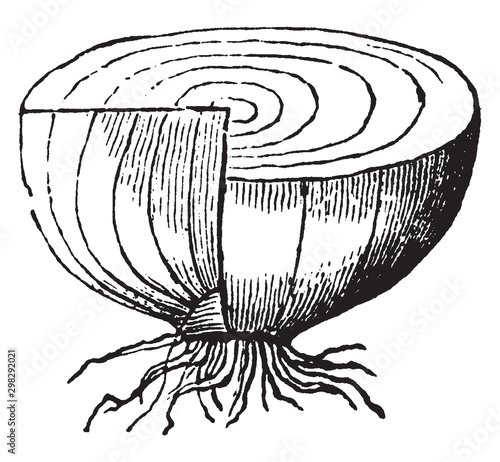 Onion vintage illustration.
