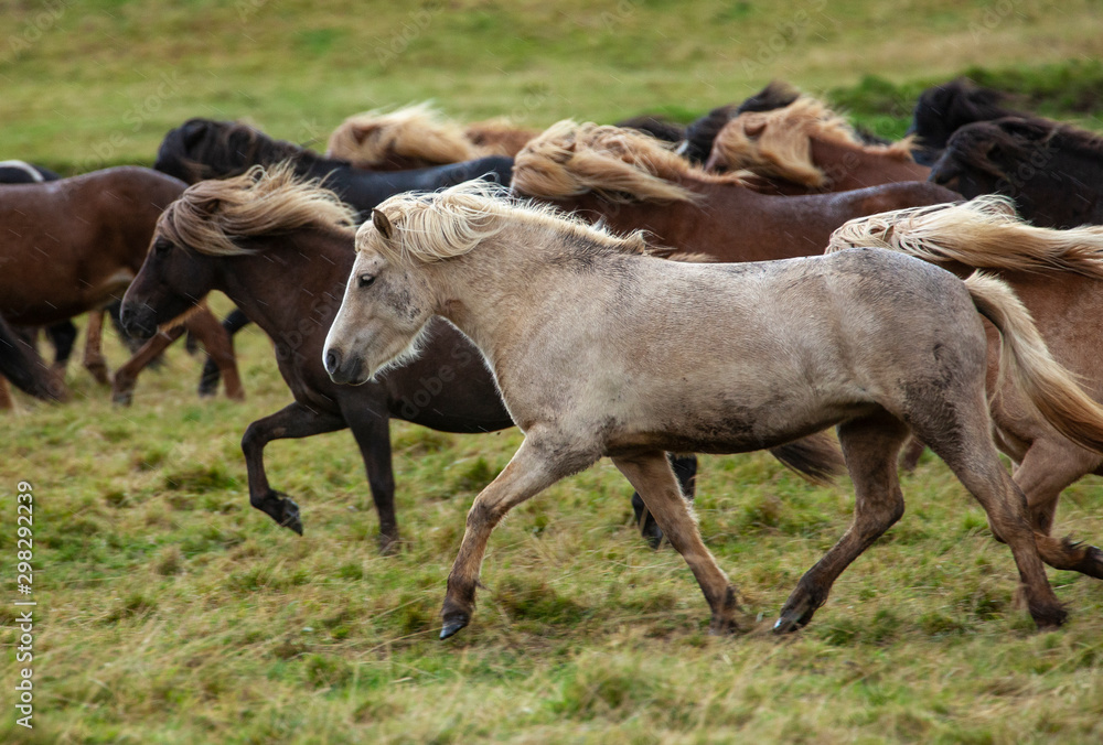 Flock of Island ponies with flying mane on a pasture in northern Iceland Flock of Island ponies with flying mane on a pasture in northern Iceland