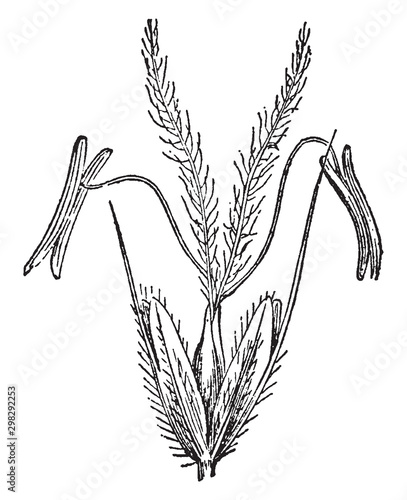 Phalarideae vintage illustration.