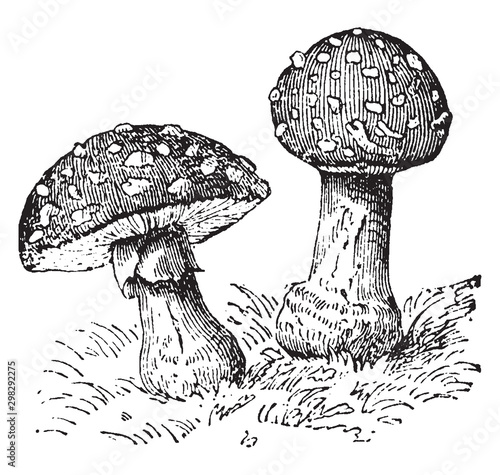 Mushroom vintage illustration.
