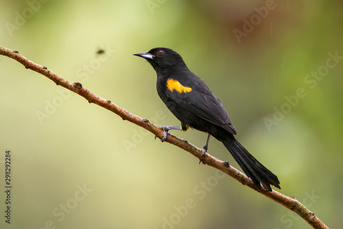 Variable Oriole photographed in Linhares, Espirito Santo. Southeast of Brazil. Atlantic Forest Biome. Picture made in 2013.