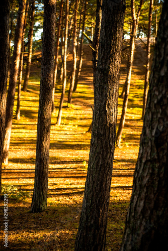 scots pine forest in soft morning light