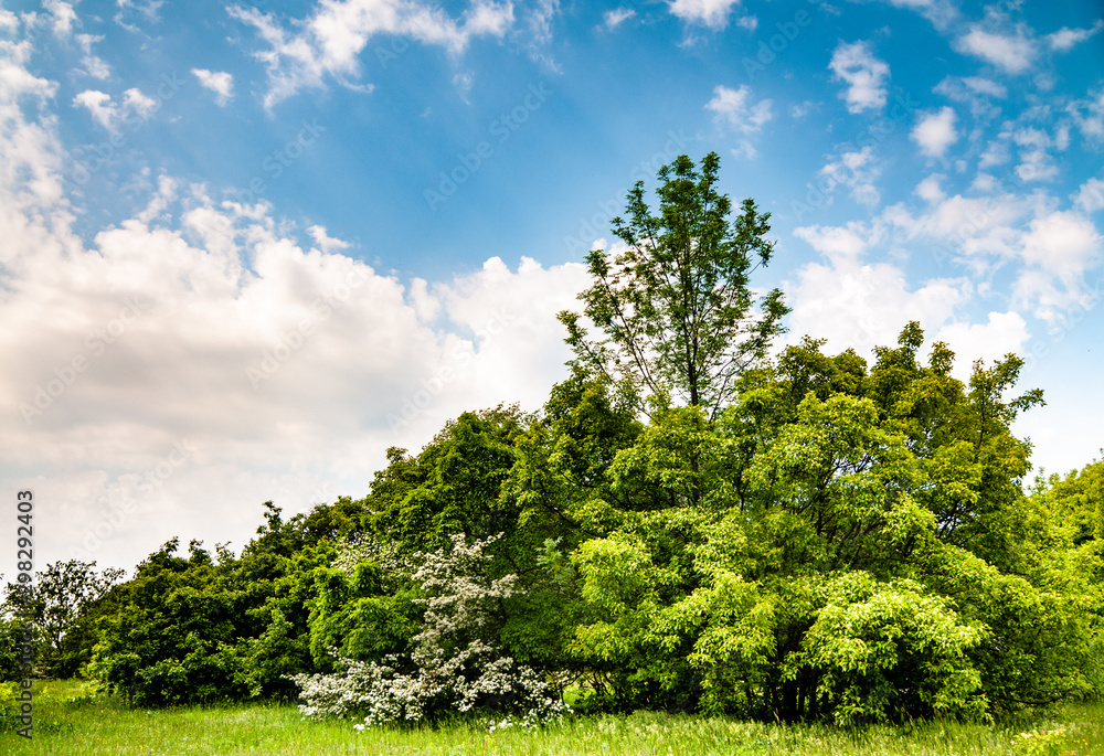 Obraz premium Beautiful scenic landscape of green trees field