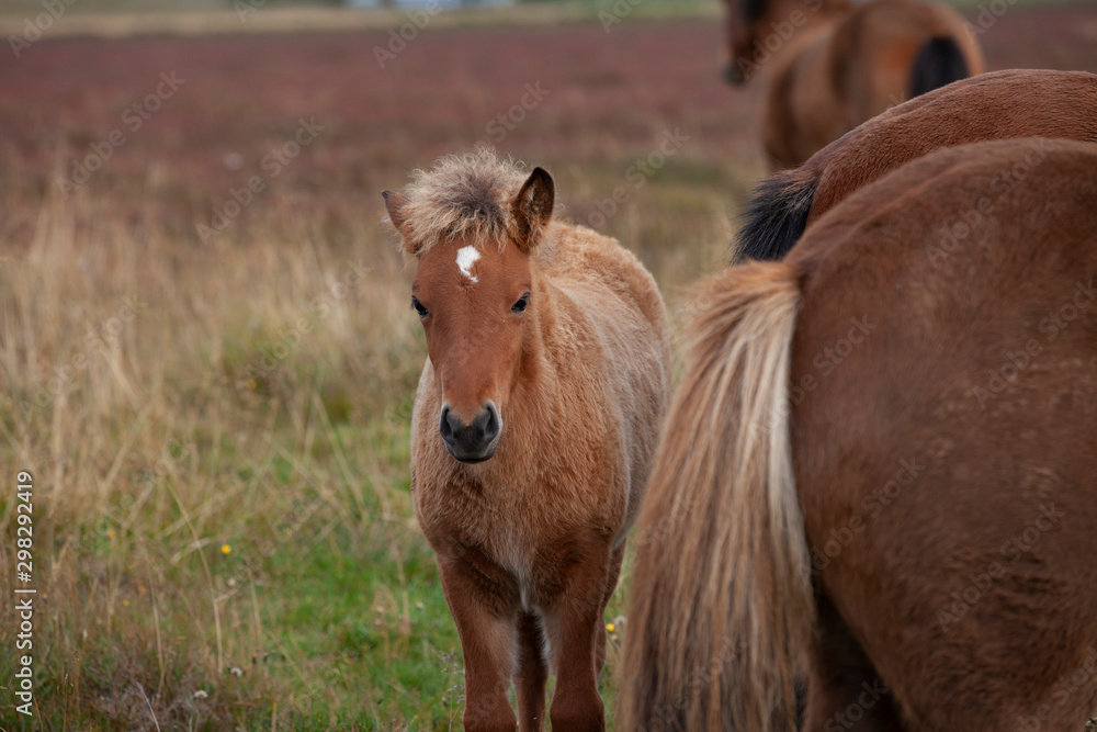 Herd of Iceland ponies in northern Iceland grazing peacefully on a autumn pasture an protecting a baby horse Herd of Iceland ponies in northern Iceland grazing peacefully on a autumn pasture an protecting a baby horse
