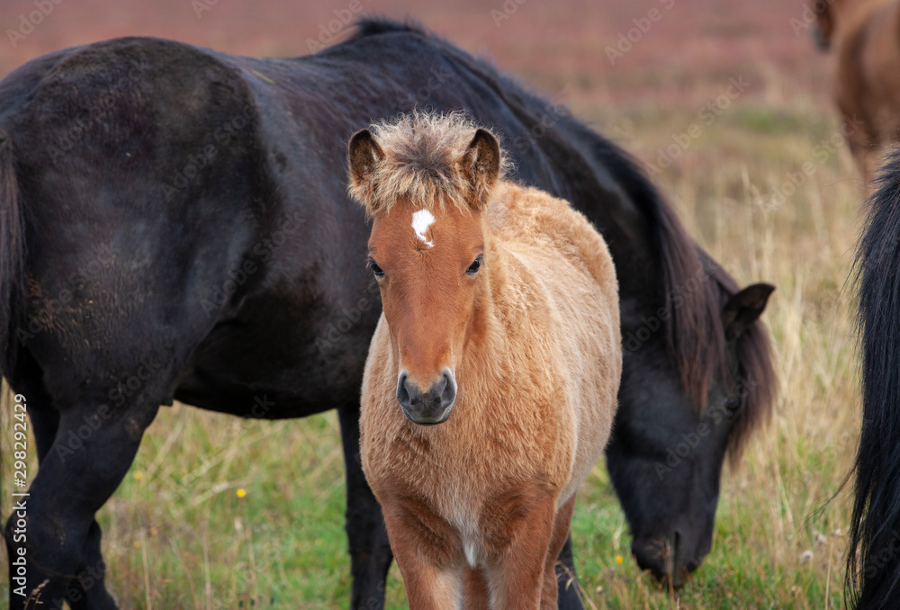 Fototapeta premium Herd of Iceland ponies in northern Iceland grazing peacefully on a autumn pasture an protecting a baby horse