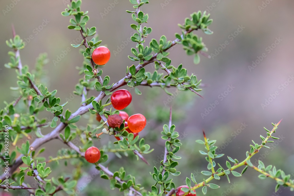 Piquillín, fruits in the Caldén Forest,Pampas, Patagonia,Argentina