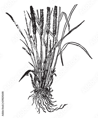 Timothy Grass vintage illustration.