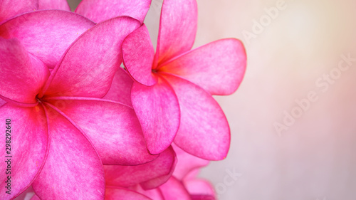 Frangipani red flowers  isolated on pink background