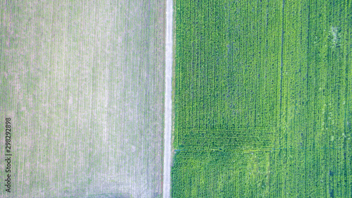 Aerial top view of a different agriculture fields in countryside on a spring day. Drone shot Top view of corn field. Corn field of green corn stalks and tassels, aerial drone photo above corn plants.