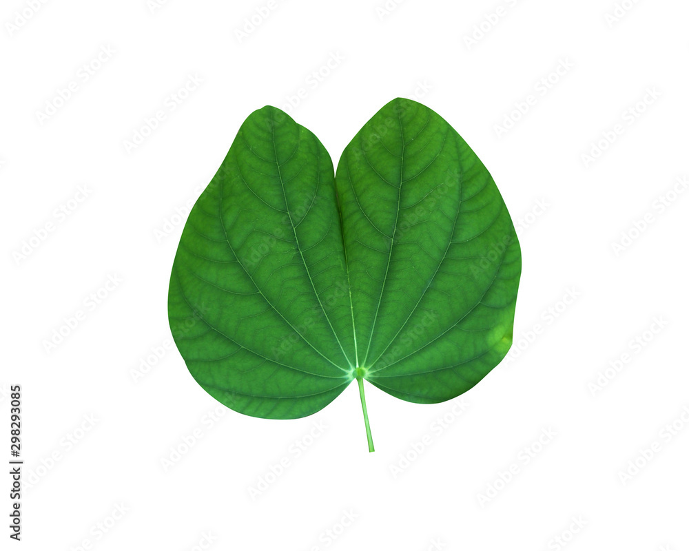 Leaves8 Leaves8