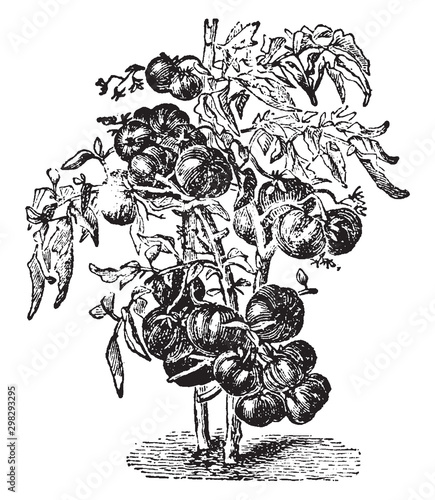 Tomato Plant vintage illustration.