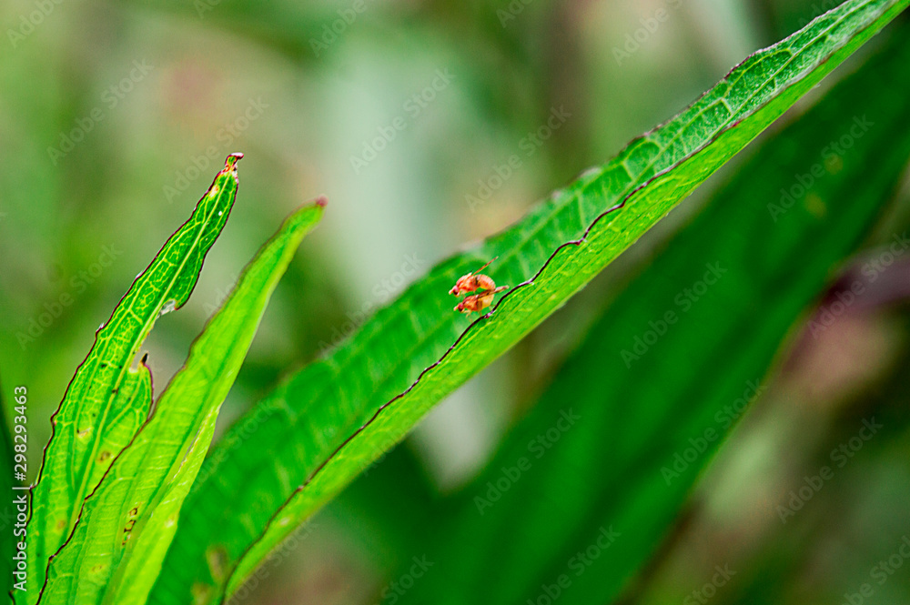 Insects perch on green leaves
