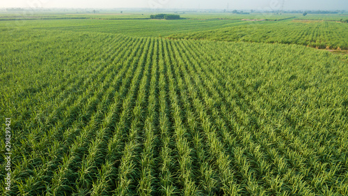 Sugar Cane farm. Sugar cane fields view from the sky. Drone photo of cane sugar. Sugarcane field in blue sky and white cloud. Aerial view or top view of Sugarcane or agriculture.