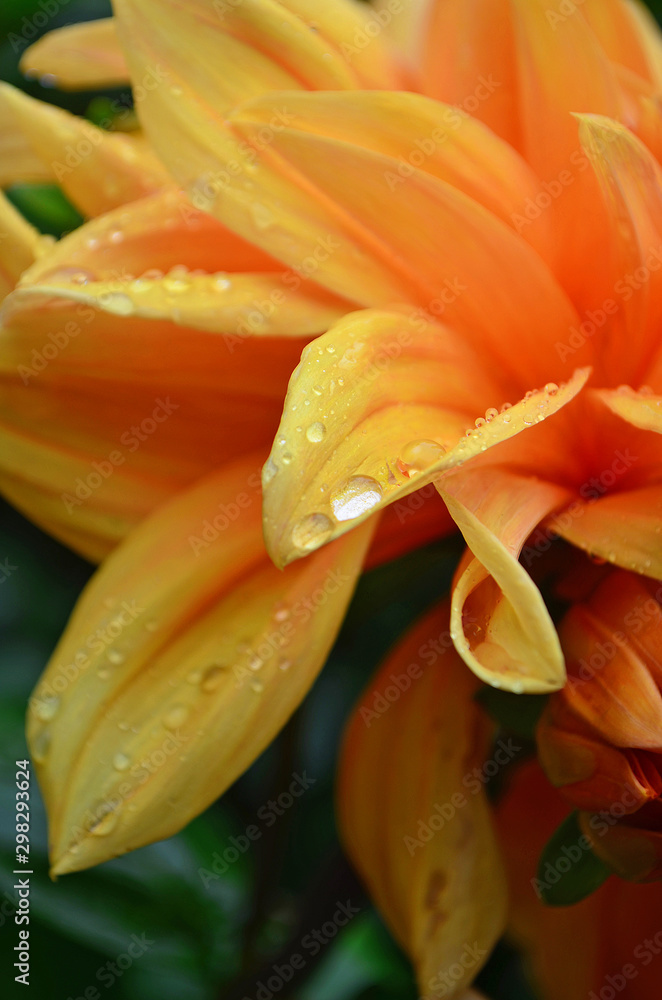 Orange Flower Petals Macro Background Orange Flower Petals Macro Background