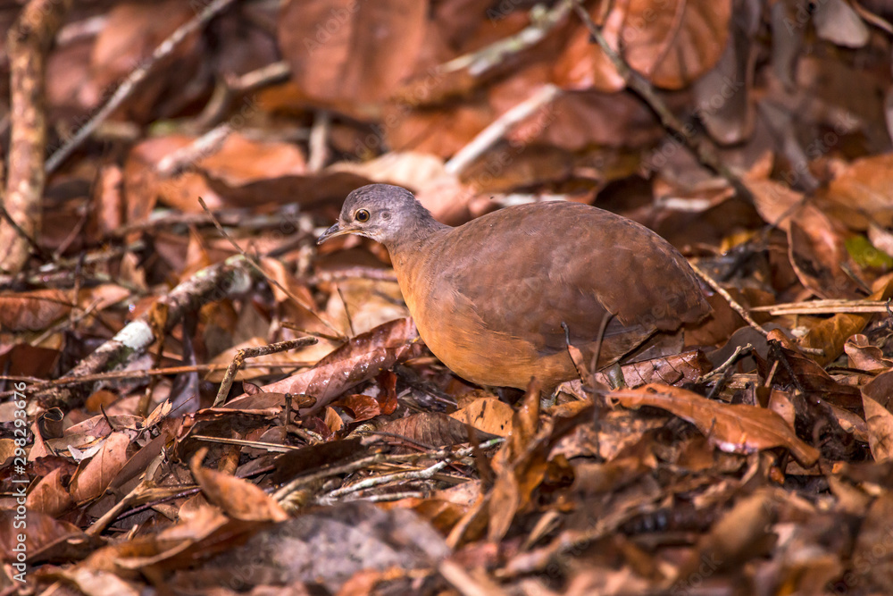 Obraz premium Little Tinamou photographed in Linhares, Espirito Santo. Southeast of Brazil. Atlantic Forest Biome. Picture made in 2013.