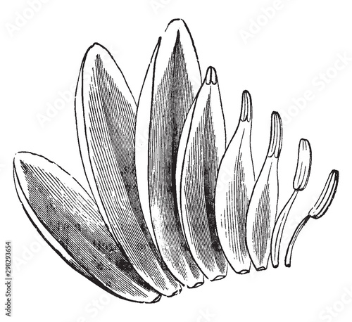 White Water-Lily vintage illustration.