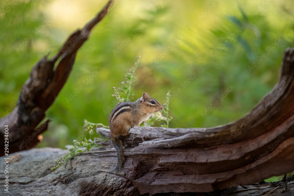 A Chipmunk in the forest.