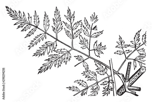Poison Hemlock vintage illustration.