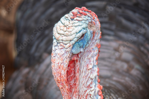 turkey in pairi daiza zoo, belgium © urdialex