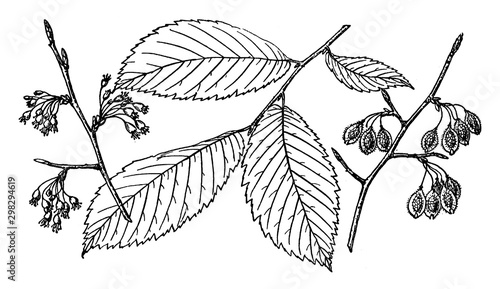 Branch of American Elm vintage illustration.