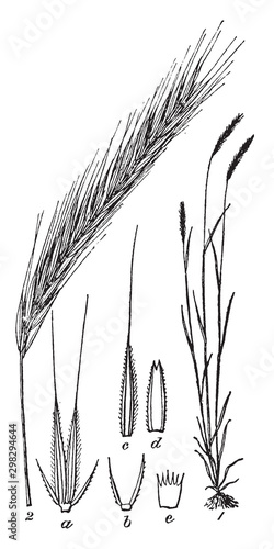 Rye vintage illustration.