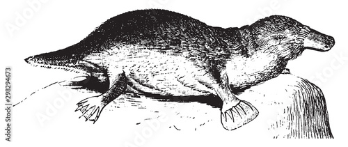 Platypus, vintage illustration.
