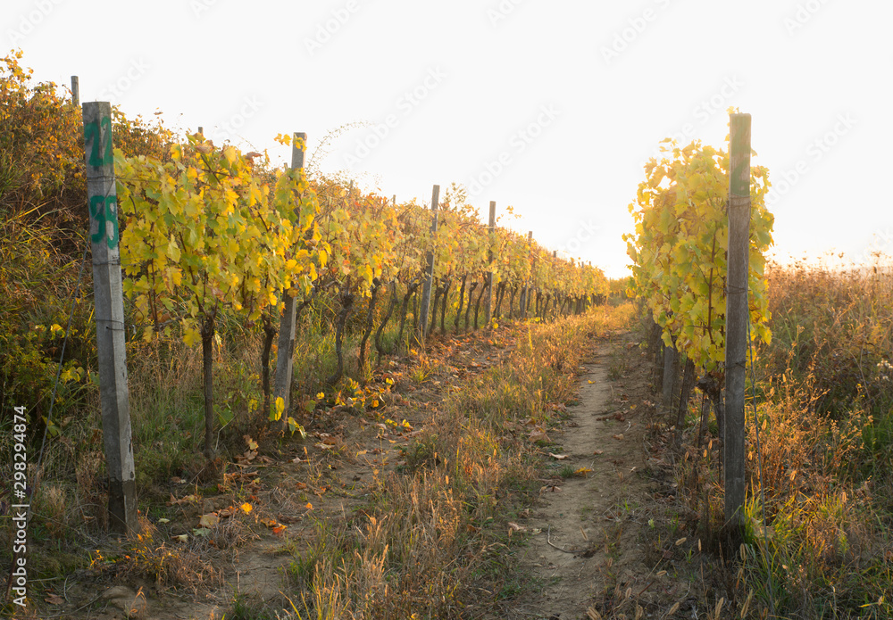 Naklejka premium Beautiful landscape of Vineyards in Tuscany. Chianti region in summer season. Italy.