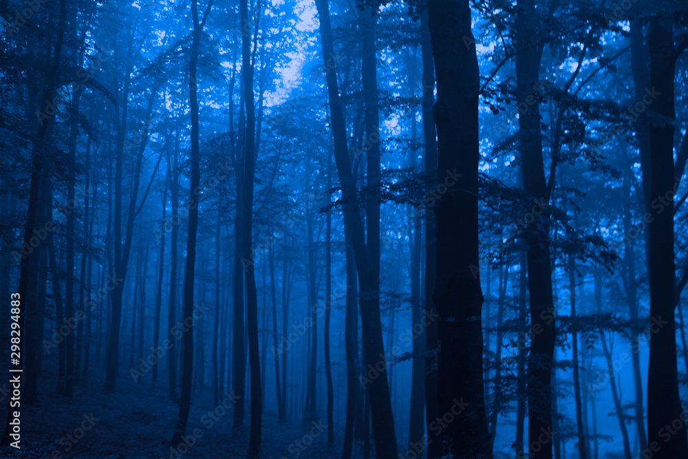 Fototapeta Nightmare enchanted woods, dark blue colors, scary halloween concept.
