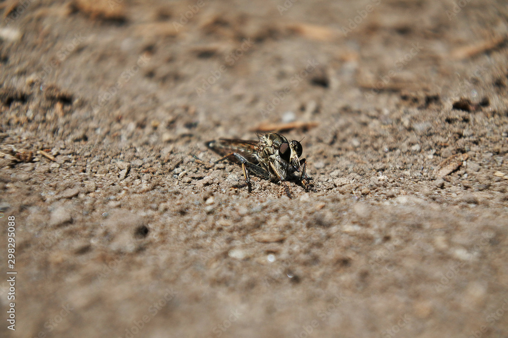 Robber fly  is a predatory insect