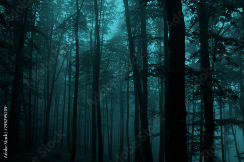 Fototapeta Naklejka Na Ścianę i Meble -  Misty fairytale woods, scary halloween concept. Foggy forest. 