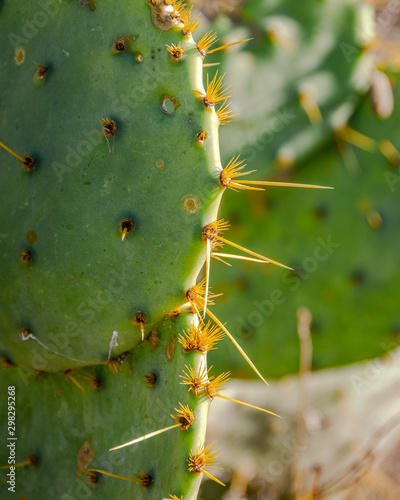 close up of a cactus