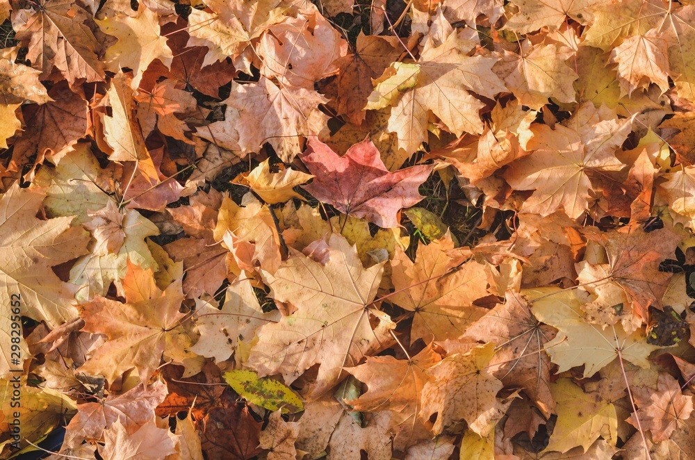 Natural autumn background. Texture of colorful autumn leaves. Natural autumn background. Texture of colorful autumn leaves.