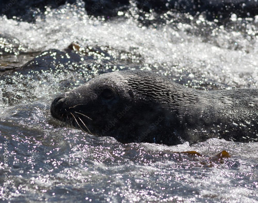 Naklejka premium Grey Seals