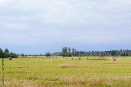 Haystacks are removed from the fields in the summer near the forest