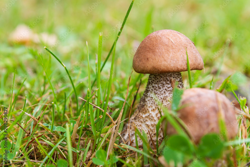 Boletus mushrooms grow in the summer in the green grass Boletus mushrooms grow in the summer in the green grass