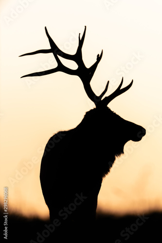 Silhouette of a Bull Elk at sunset.
