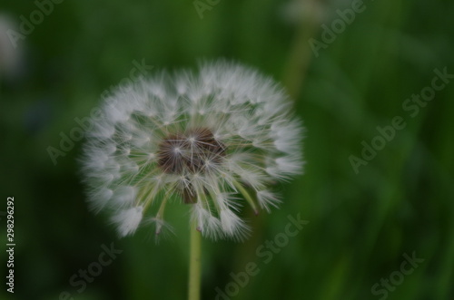 Soft old dandelion 