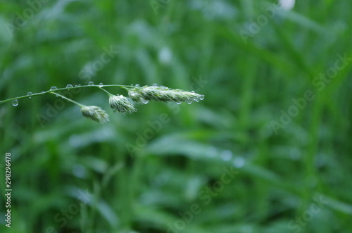 Grass strand with dewdrops