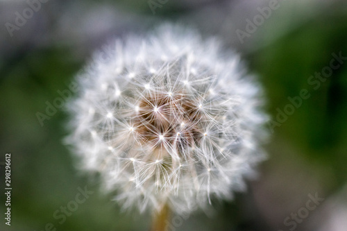  dandelion macro photo  stock image