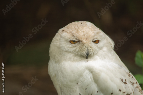 white owl lying in the ground