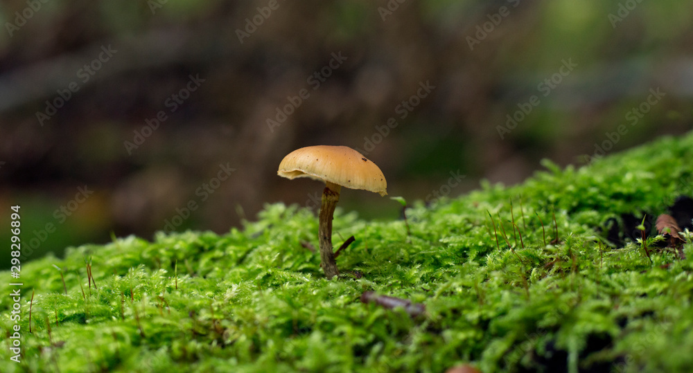 Mushroom on a tree trunk with moss.