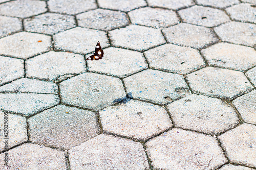 Butterfly gliding over paving stones