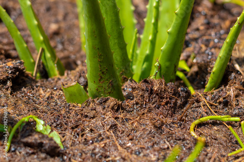 Close up of a young Aloe Vera plant in soil