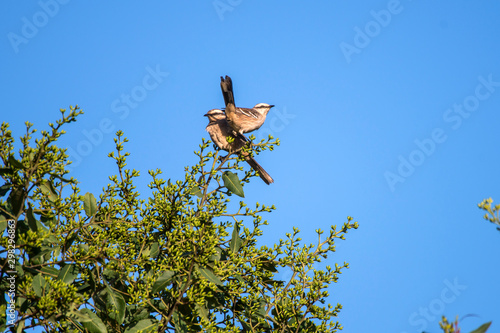 Chalk browed Mockingbird photographed in Linhares, Espirito Santo. Southeast of Brazil. Atlantic Forest Biome. Picture made in 2013. © Leonardo