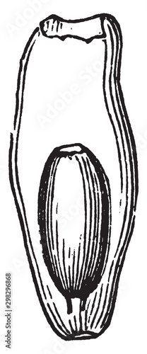 White Water-Lily vintage illustration.
