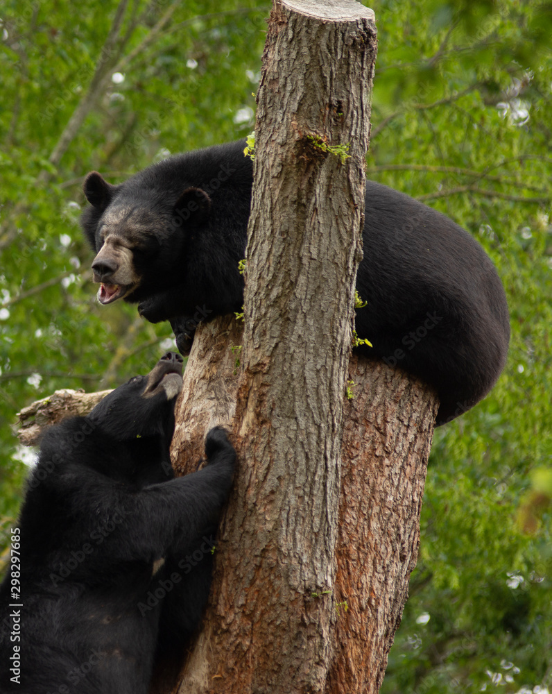 Obraz premium couple of himalayan bears on a tree