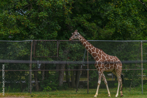 Photography Giraffe at Buffalo Zoo