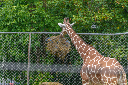 Photography Giraffe at Buffalo Zoo